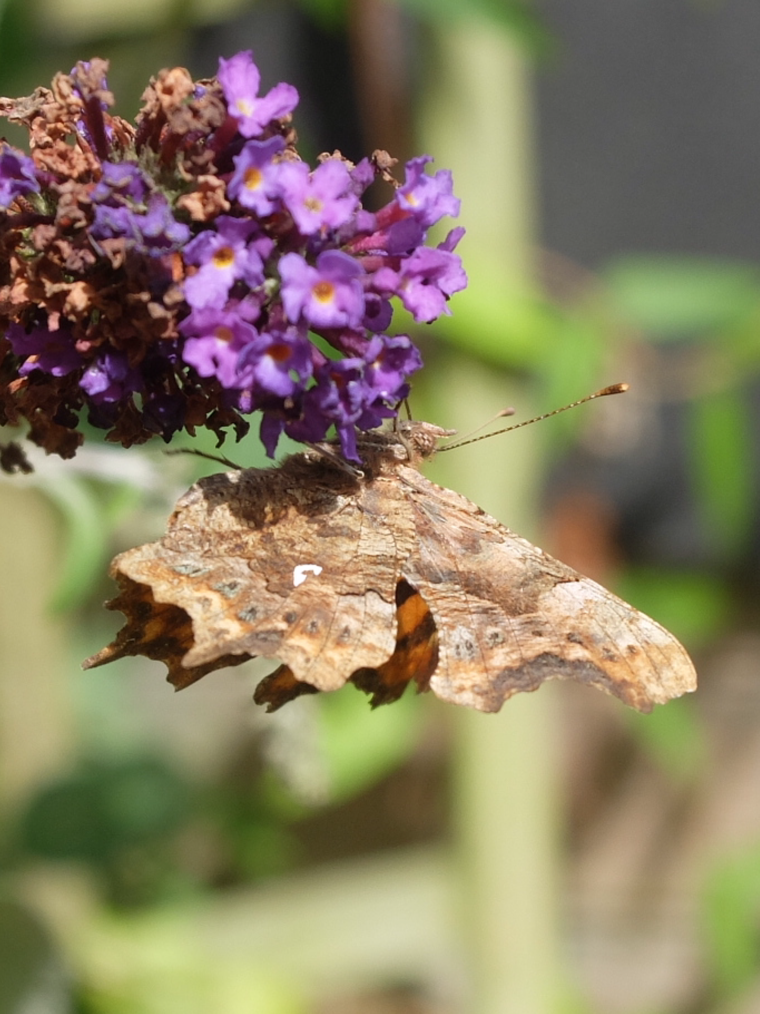 07640E9C-0AE9-413C-B63F-0FD33E492EE7