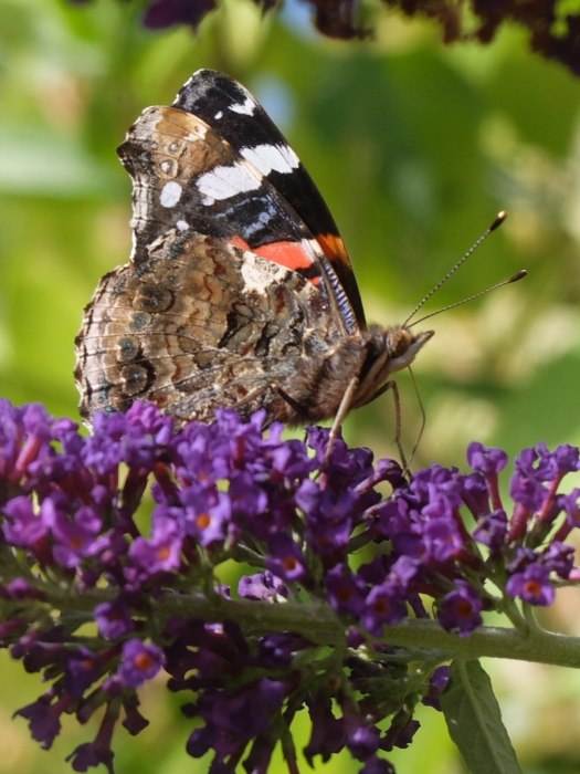 DCD3F3ED-EA11-44EB-9C30-2EC7E8B225DC